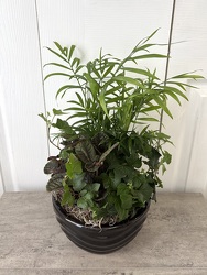 Ceramic Dish Garden 8 Inch from Aladdin's Floral in Idaho Falls